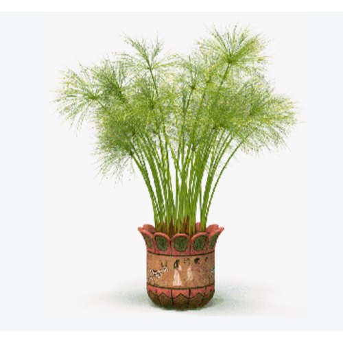 Cyperus Papyrus - Plant