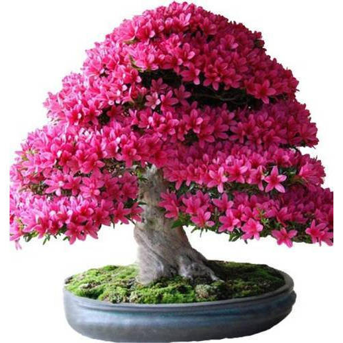 Bonsai plants 1