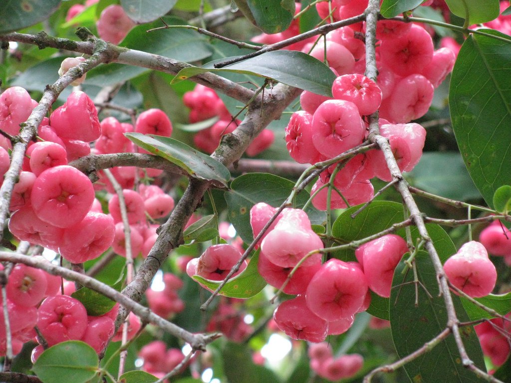 water apple Fruit Plants