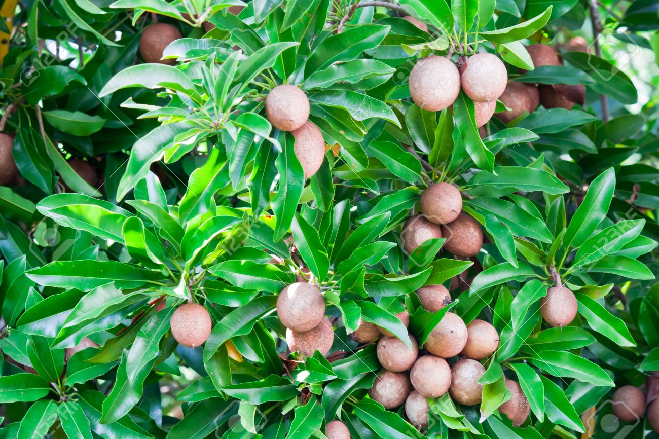 Sapota Fruit Plants