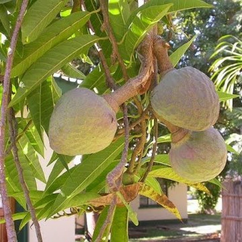 Ramphal Fruit Plants