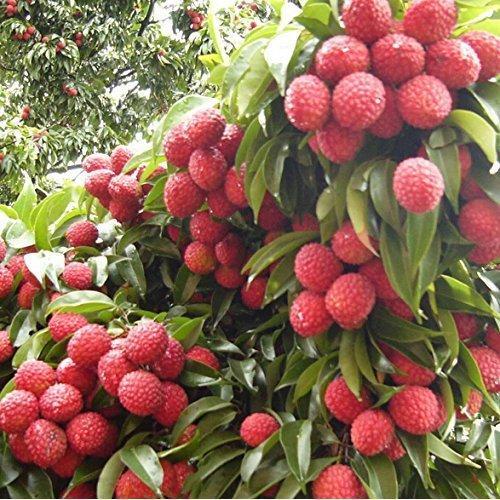 Litchi Fruit Plants