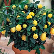 Lemon Fruit Plants