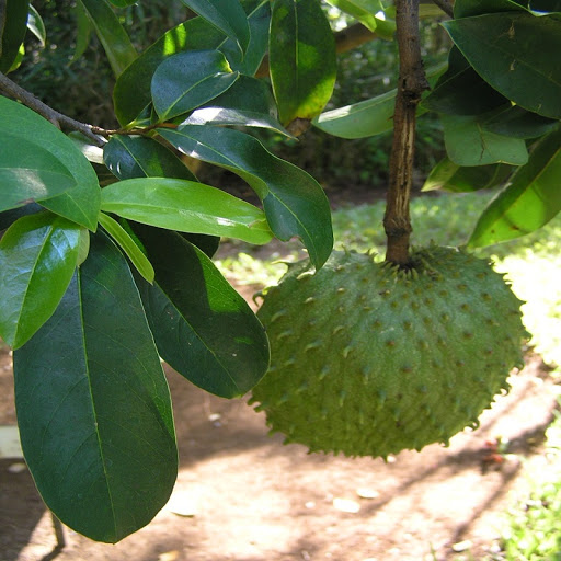Lakshmanphal Fruit Plants