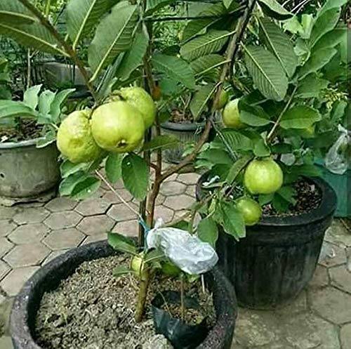 Guava Fruit Plants