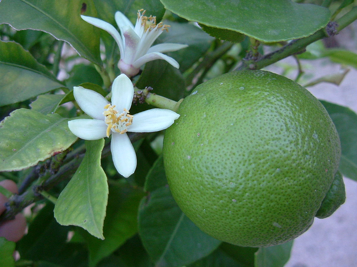 Green Citrus Fruit Plants