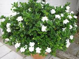 Gardenia