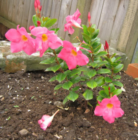 Allamanda pink  - Plants