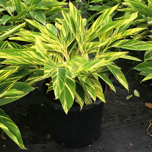 Alpinia Purpurata Variegated - Plant