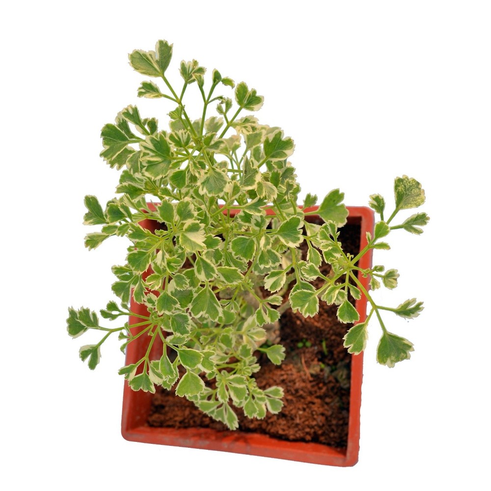 Aralia Miniature White - Plant
