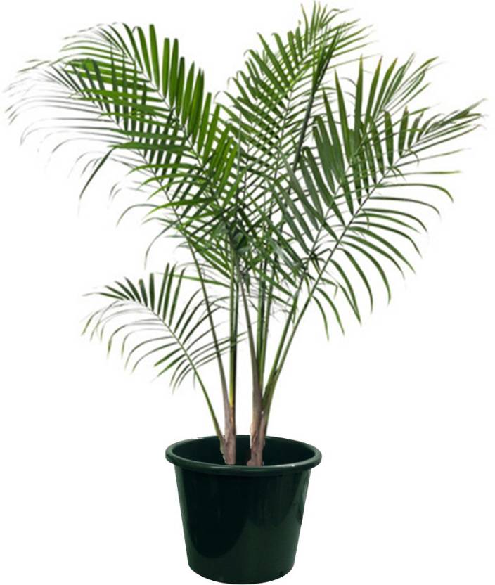 Areca Palm - Plant