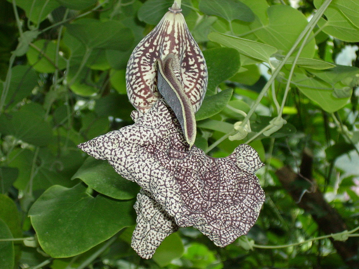 Aristolochia - Plant