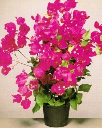 Bougainvillea Dwarf (Pink) - Plant