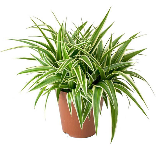 Chlorophytum