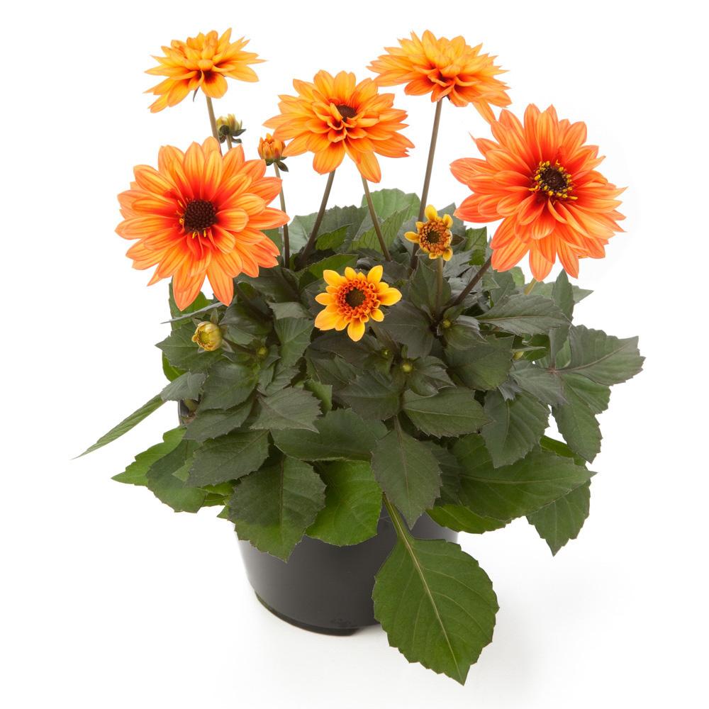 Dahlia (Orange) - Plant