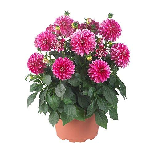 Dahlia (Pink) - Plant