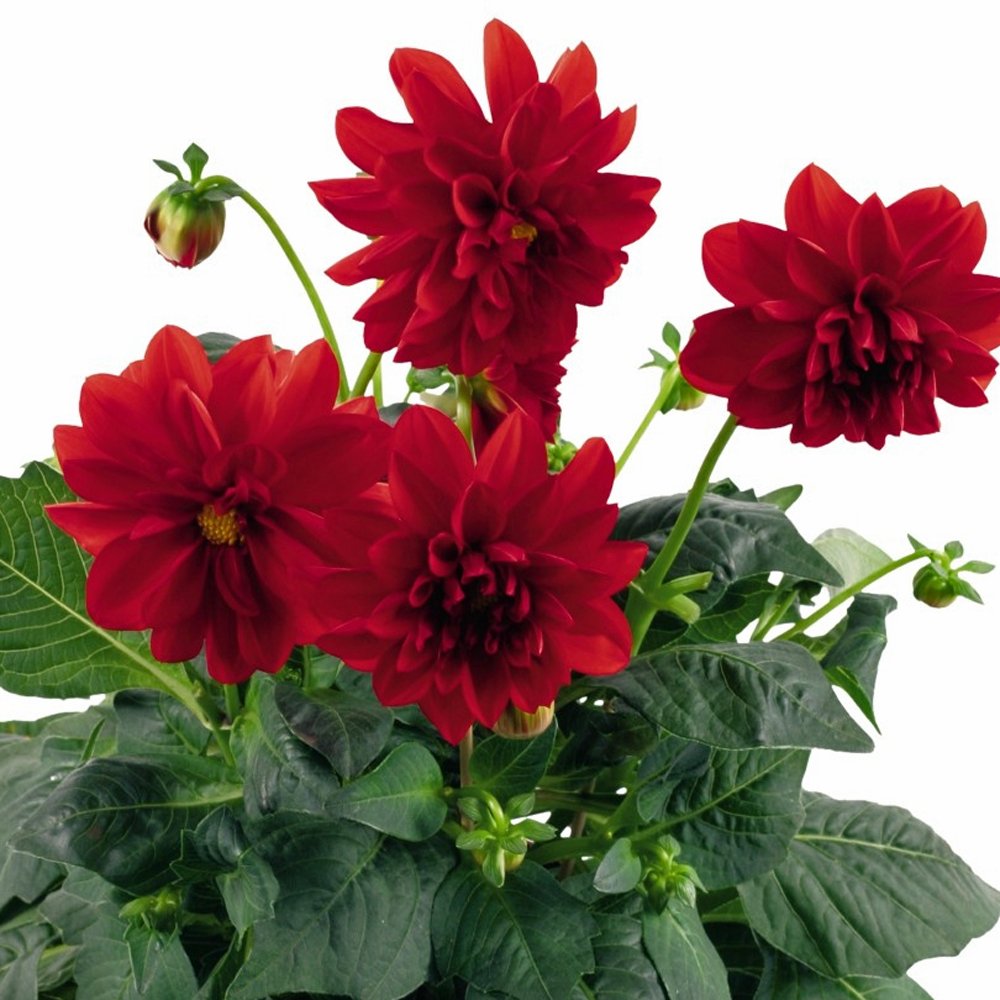 Dahlia (Red) - Plant