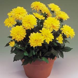 Dahlia (Yellow) - Plant