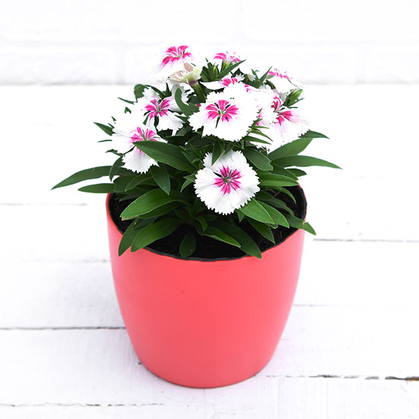 Dianthus (White Pink) - Plant