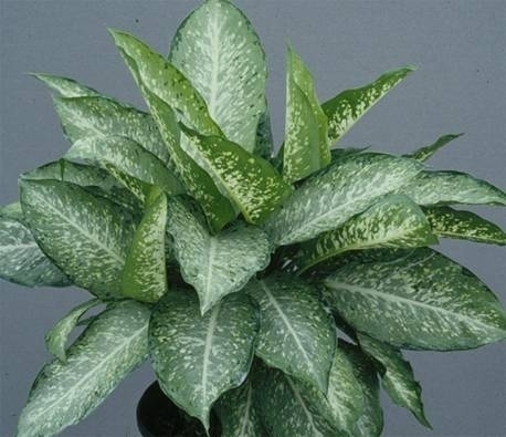 Dieffenbachia - Plant