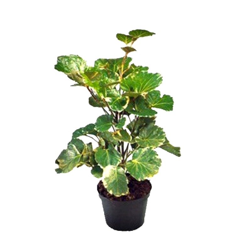 Dinner Plate Aralia - Plant