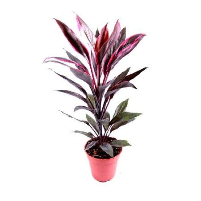 Dracaena Mahatma - Plant