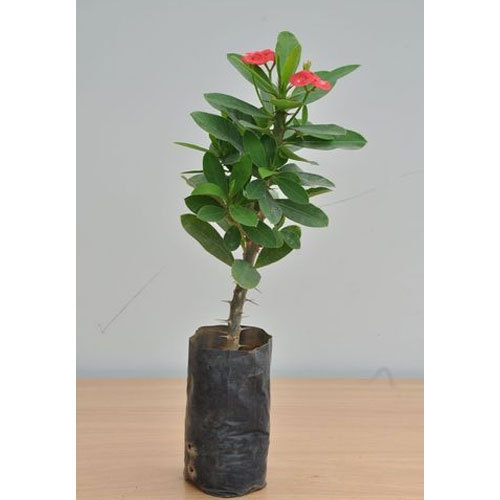 Euphorbia (Red) - Plant