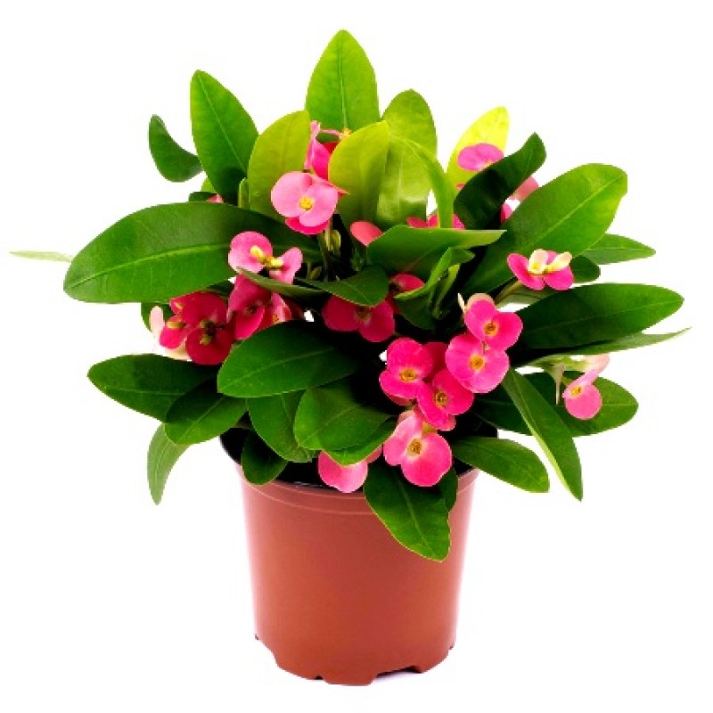 Euphorbia - Plant