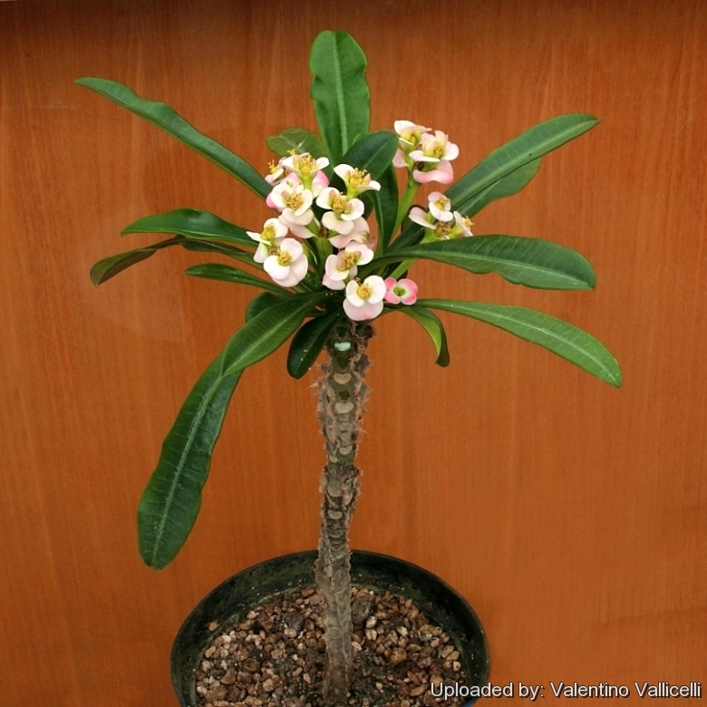 Euphorbia Lophogona - Plant