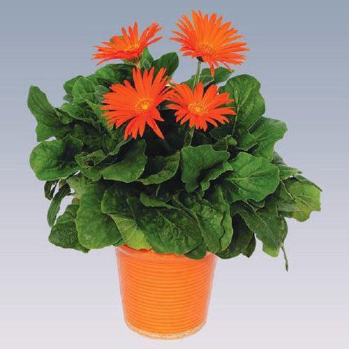 Gerbera (Orange) - Plant