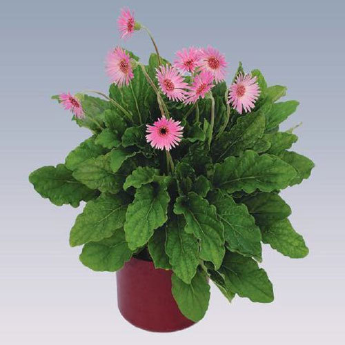 Gerbera (Pink) - Plant