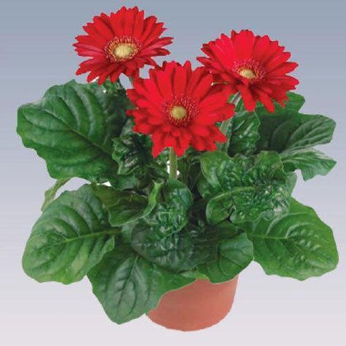 Gerbera (Red) - Plant