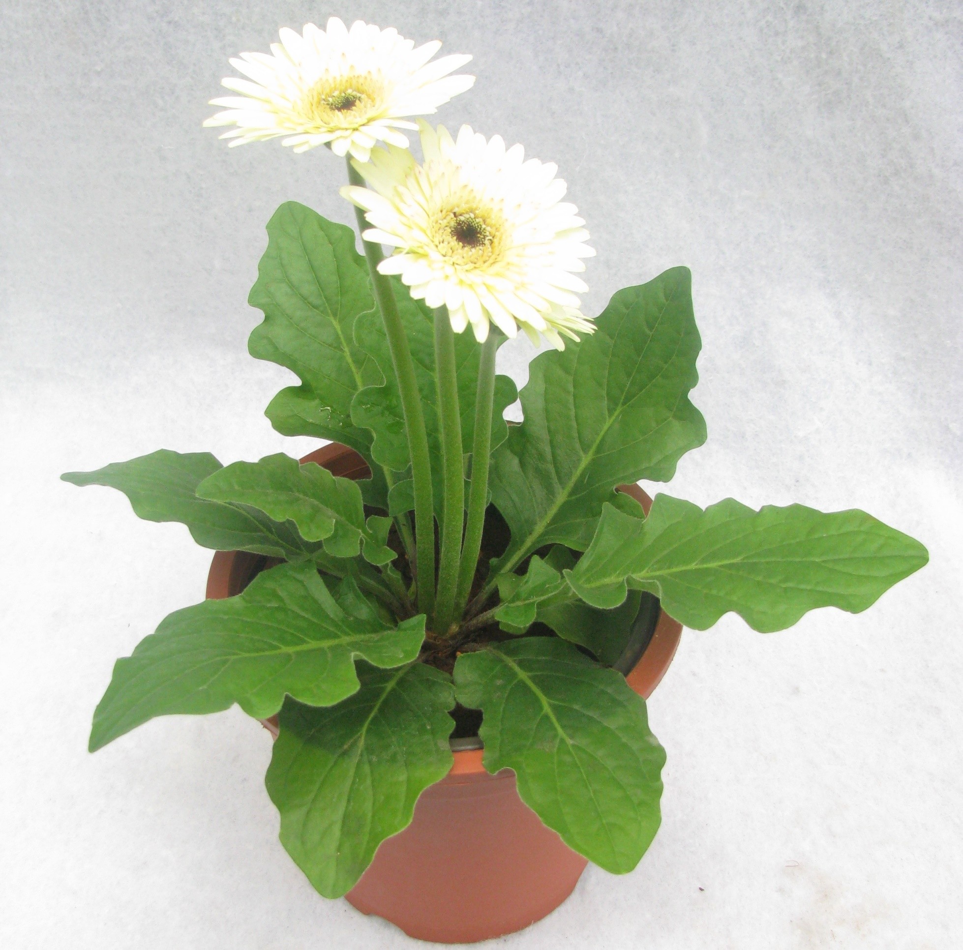 Gerbera (White) - Plant