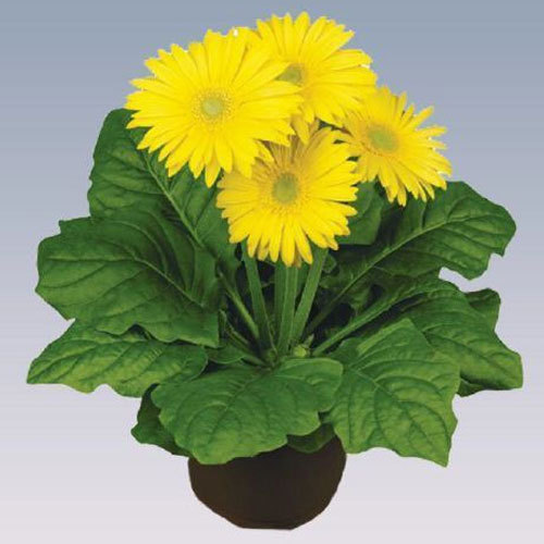 Gerbera (Yellow) - Plant