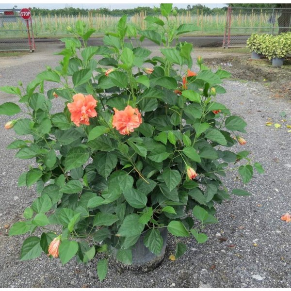Hibiscus (Peach Double) - Plant