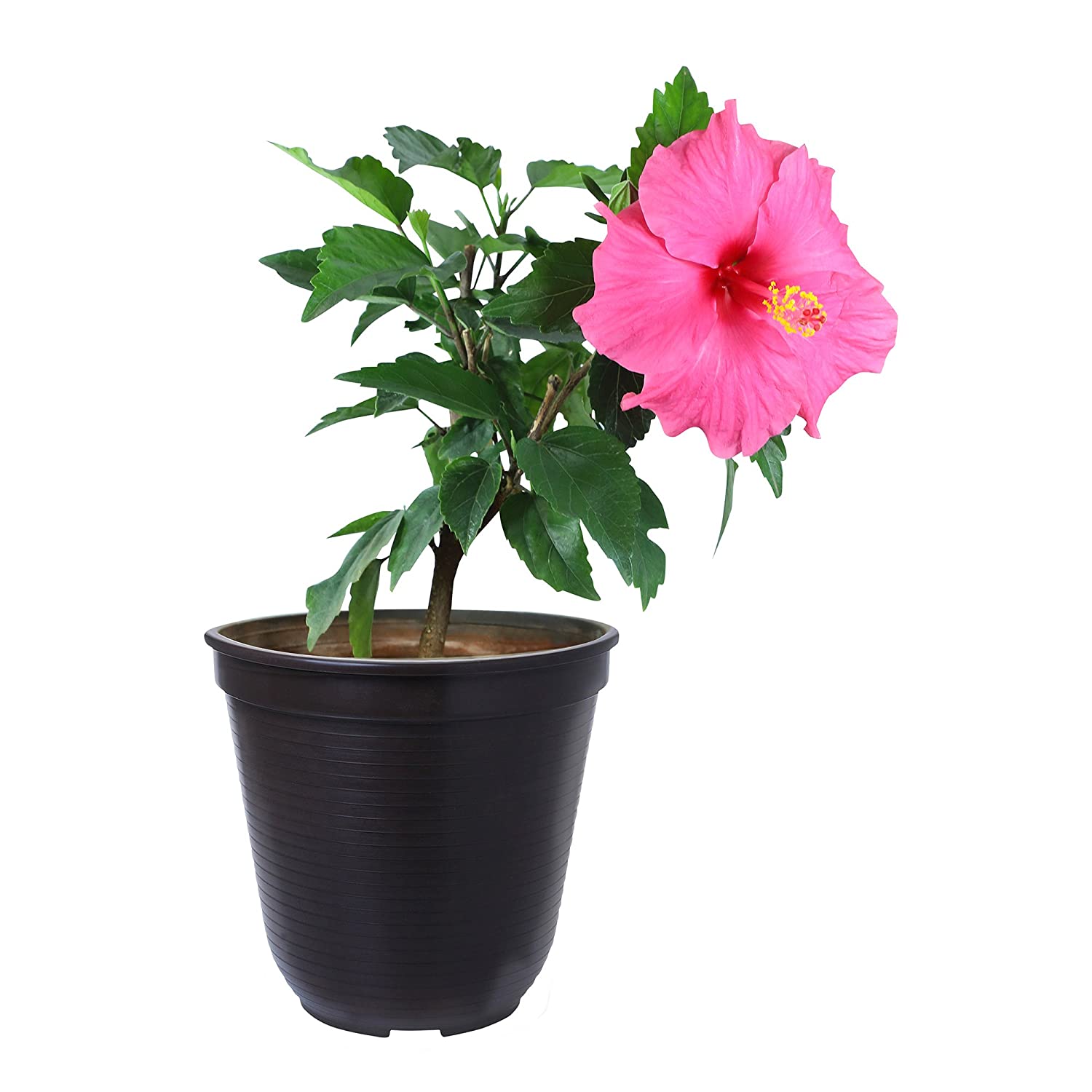 Hibiscus (Pink) - Plant