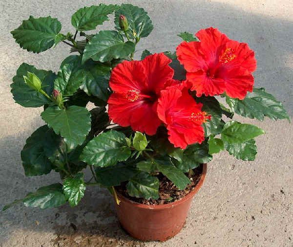 Hibiscus (Red) - Plant