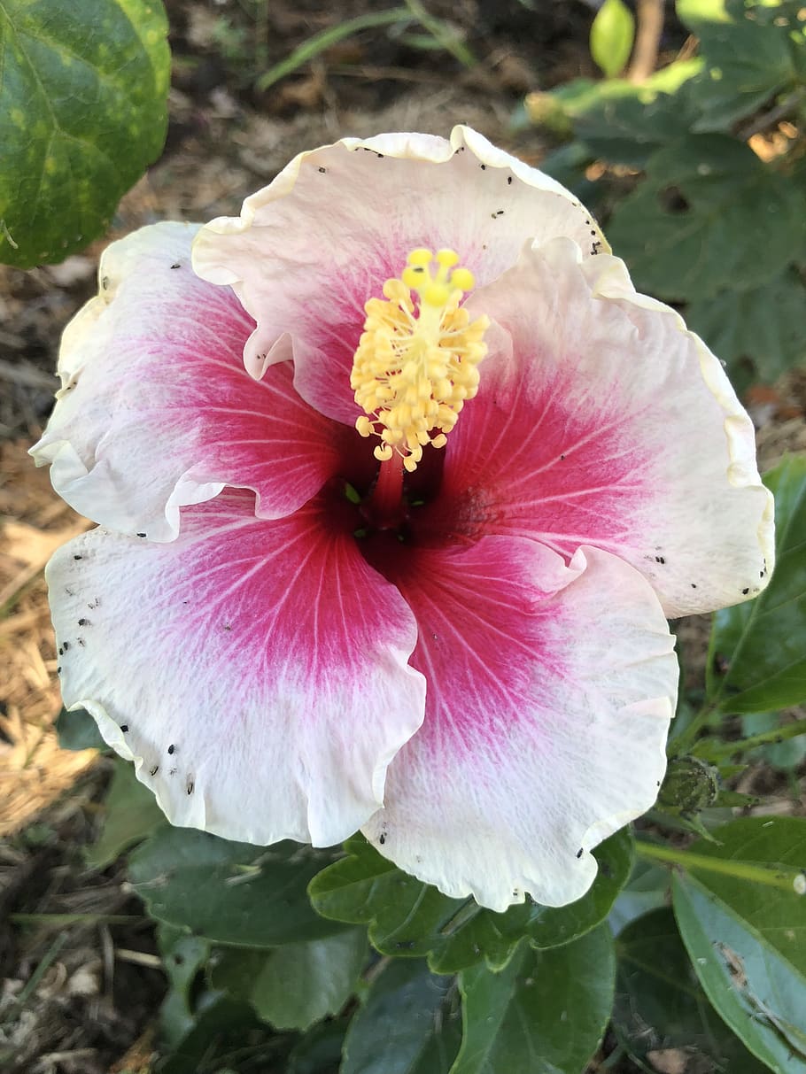 Hibiscus (White with Pink Shade ) - Plant