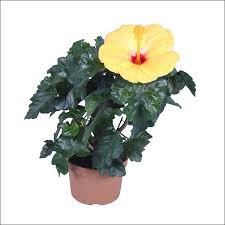 Hibiscus (Yellow red) - Plant