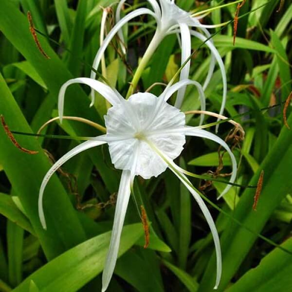 Hymenocallis Caribaea, Spider Lilly - Plant