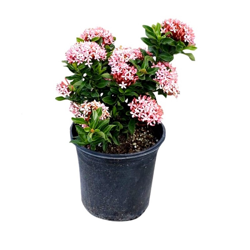 Ixora Mini Dwarf (Pink) - Plant