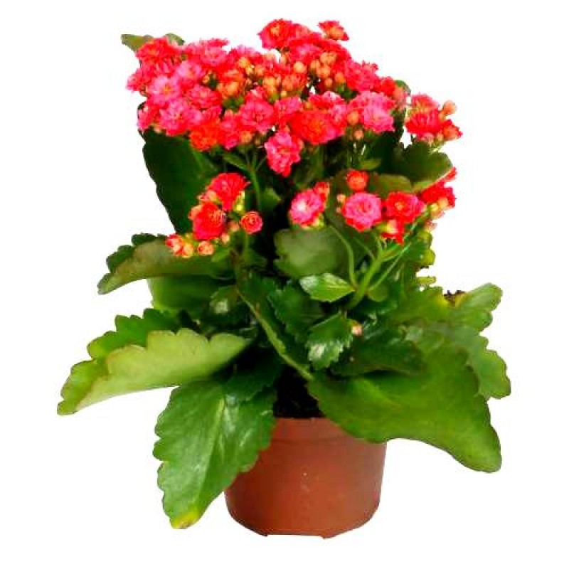 Kalanchoe - Plants