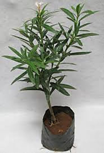 Kaner, Nerium Oleander (Pink, Single) - Plant