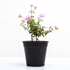 Lantana (Lavender) - Plant