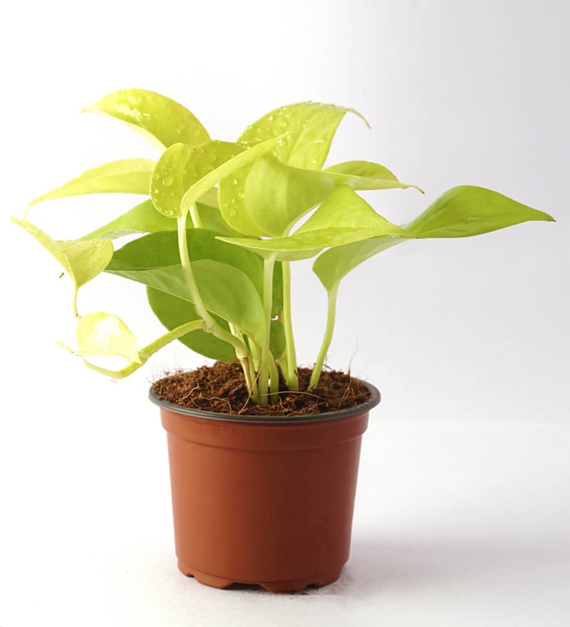 Money Plant Golden - Plant