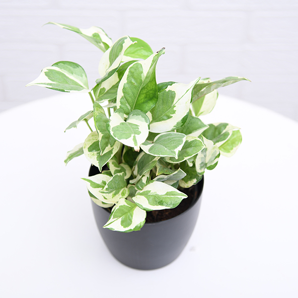 Money Plant Marble Prince - Plant