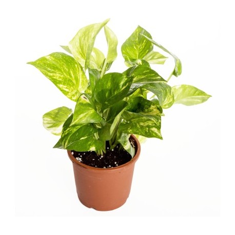 Money Plant Marble Prince - Plant