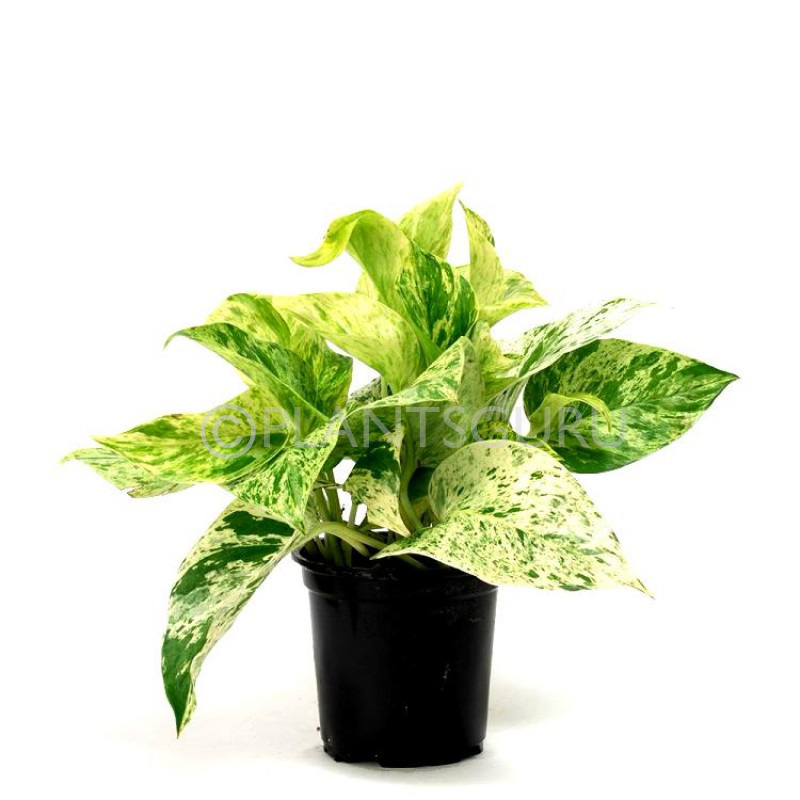 Money Plant Marble Queen - Plant