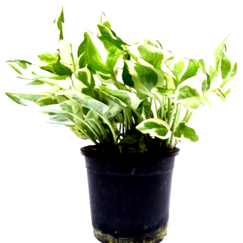 Money Plant Variegated - Plant