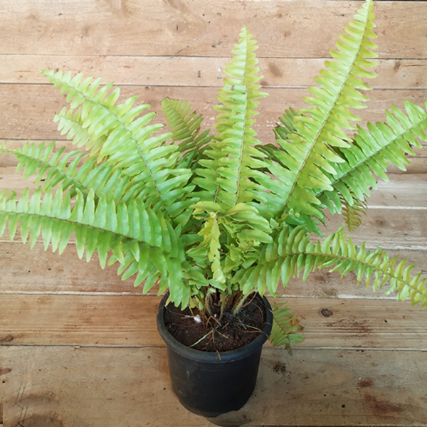 Nephrolepis exaltata aurea, Golden Fern, Pivla Fern - Plant